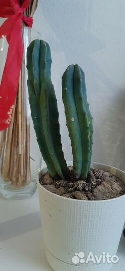 Кактусы и хлорофитум