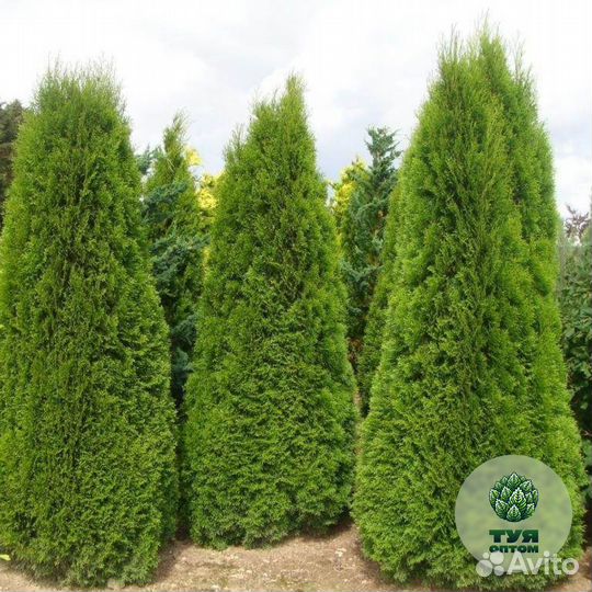 Туя брабант 210 см