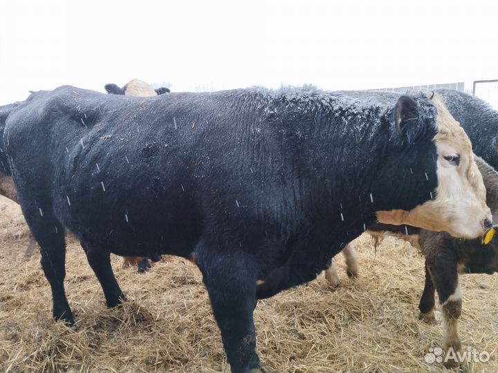 Полу - сименталы