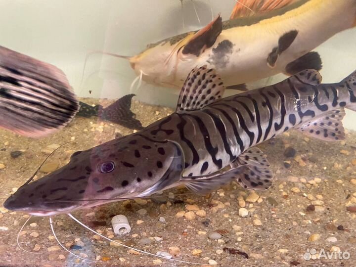 Псевдоплатистома