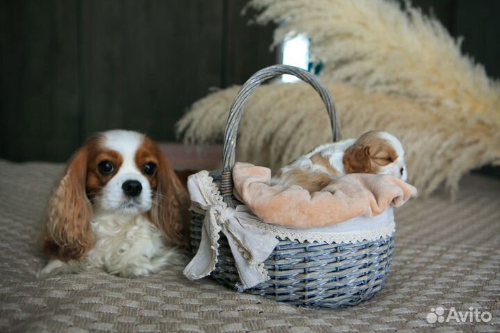 Кавалер кинг чарльз спаниель щенок девочка