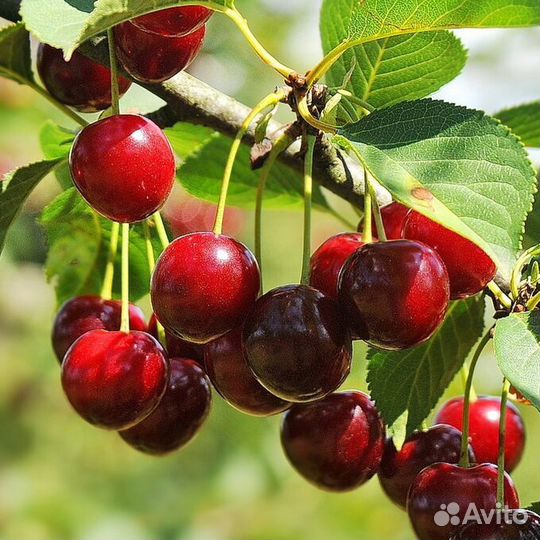 Вишня свежая самосбором