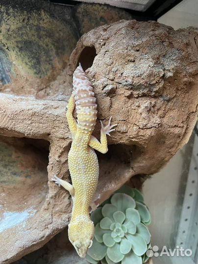 Эублефар с террариумом