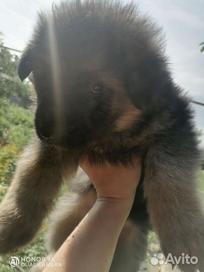 Щенки немецкой овчарки