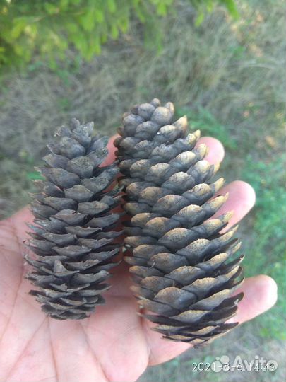 Шишки еловые,сосновые