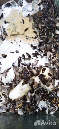 Мраморные тараканы на корм