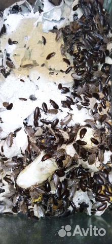 Мраморные тараканы на корм