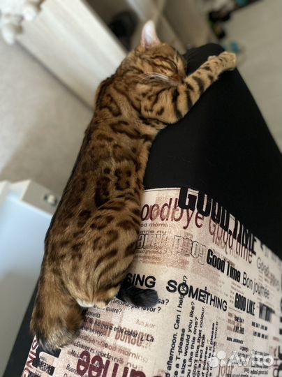 Бенгальский кот вязка