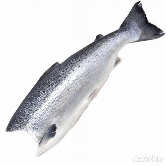 Рыба кижуч, форель