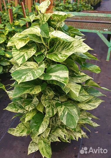 Сциндапсус золотистый (Scindapsus aureus)