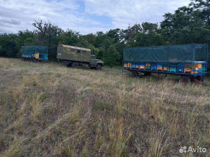 Пасека с пчёлами