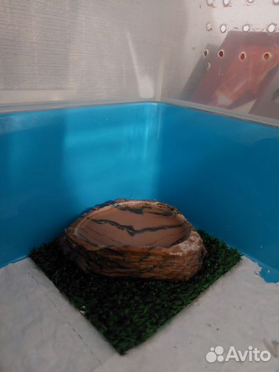 Эублефар с террариумом