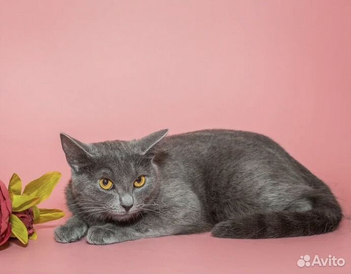 Котенок девочка Шелли 7 мес русская голубая