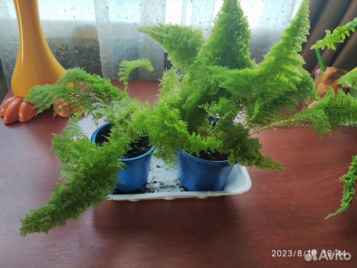 Нефролепис Мариса и Fluffy Ruffles