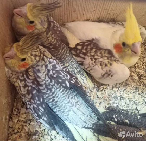 Кореллы птенцы