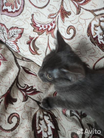 Отдам кота