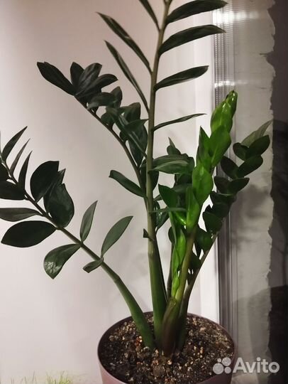 Замиокулькас