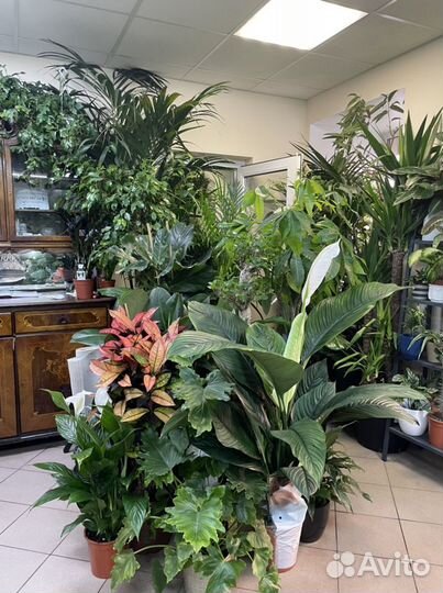 Подарок на новоселье растение в горшке