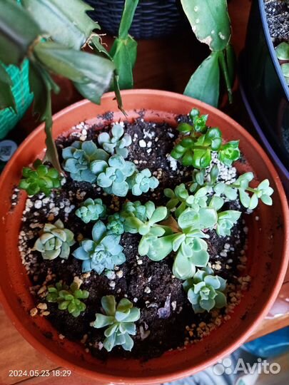 Суккуленты