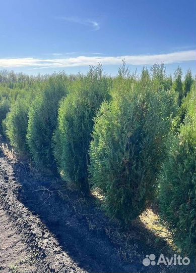 Туя Брабант с бесплатной доставкой