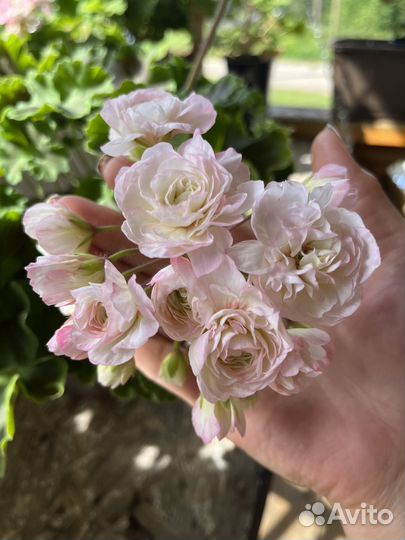 Пеларгония та Эммануэль