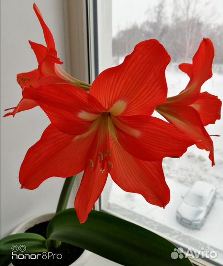 Гиппеаструм