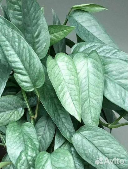 Комнатные растения цветы