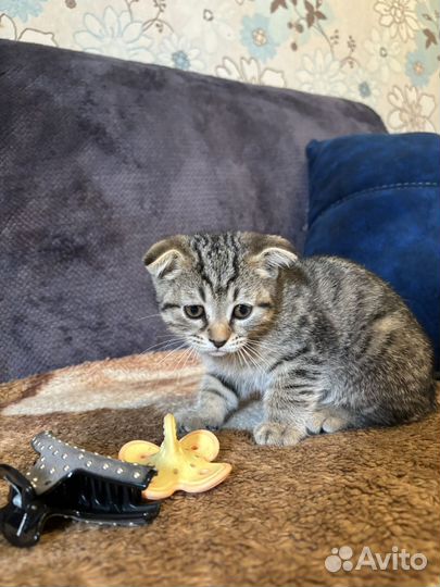 Британские котята