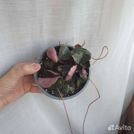 Камнеломка комнатная