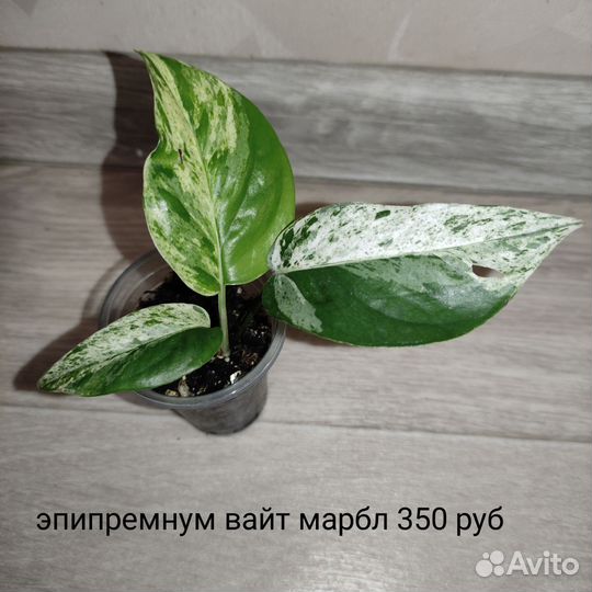 Разные комнатные растения 2