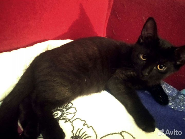 Красавица черная пантерка 3 мес