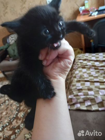Коты бесплатно