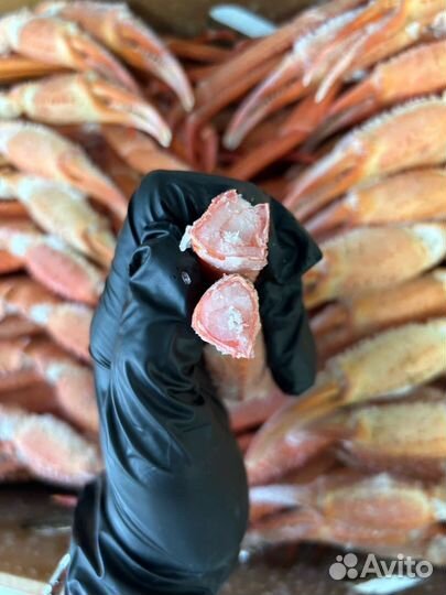 Сахалинские клешни краба стригуна