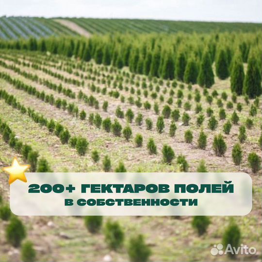 Пихта на Новый год