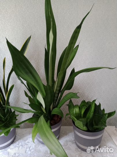 Сансевиерия сортовая