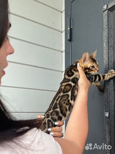 Элитные бенгальские котята