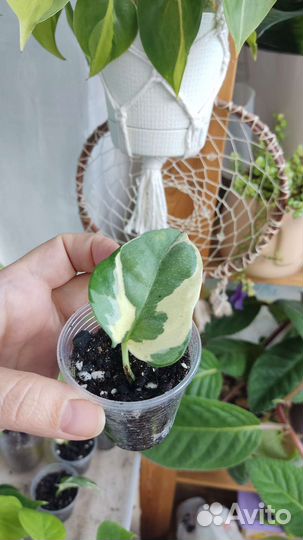 Сциндапсусы, монстера манки, филодендрон