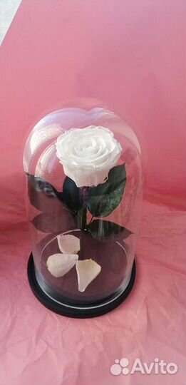 Подарок, Цветок в Колбе стабилизированная Роза