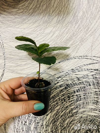 Камелия китайская или чайный куст