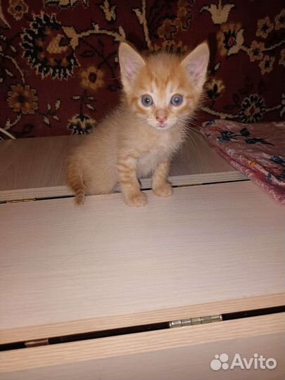 Анатолийские котята в добрые руки