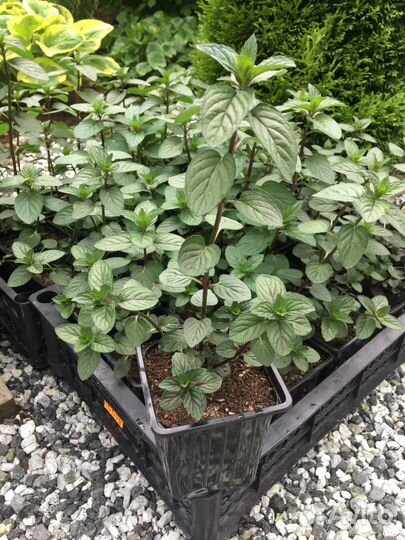 Мята шоколадная, имбирная