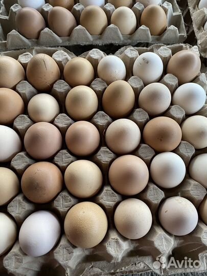 Домашние куриные яйца