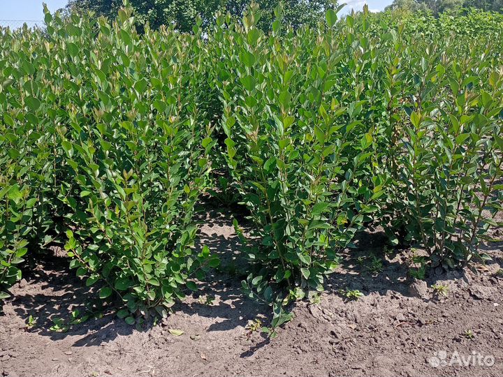 Кизильник блестящий живая изгородь