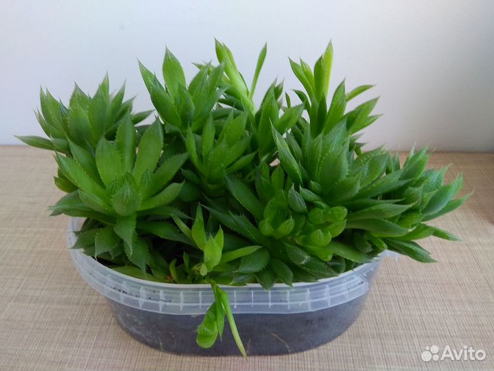 Хавортия Купера