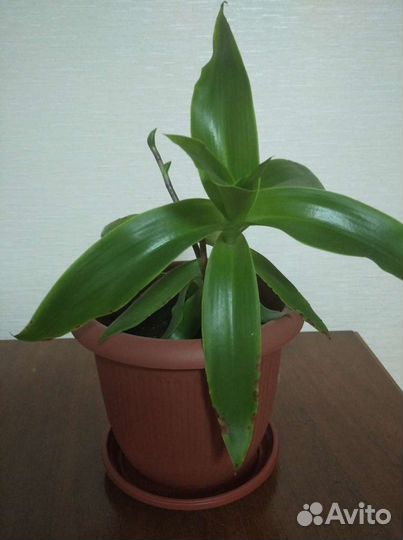 Цветок золотой ус