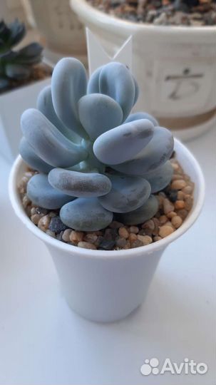 Суккуленты набор