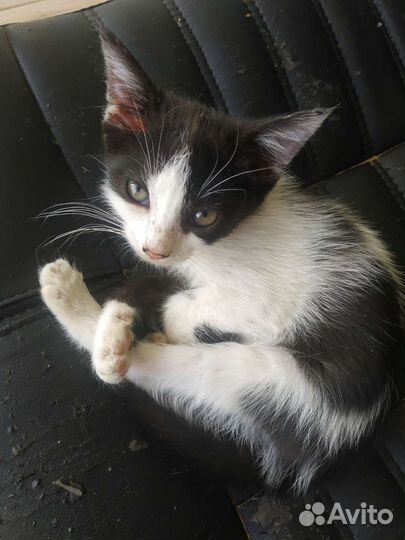 Кошка