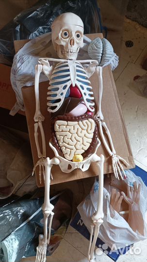 Скелет Ерик и журналы Человеческое тело