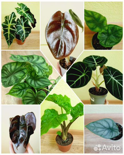 Алоказии Драгон Скейл,Лоу Райдер,Ред Секр