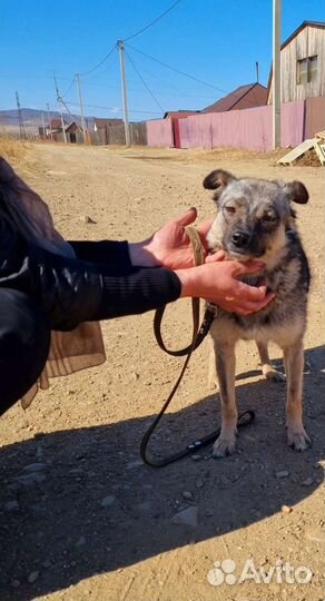 Собака улыбака